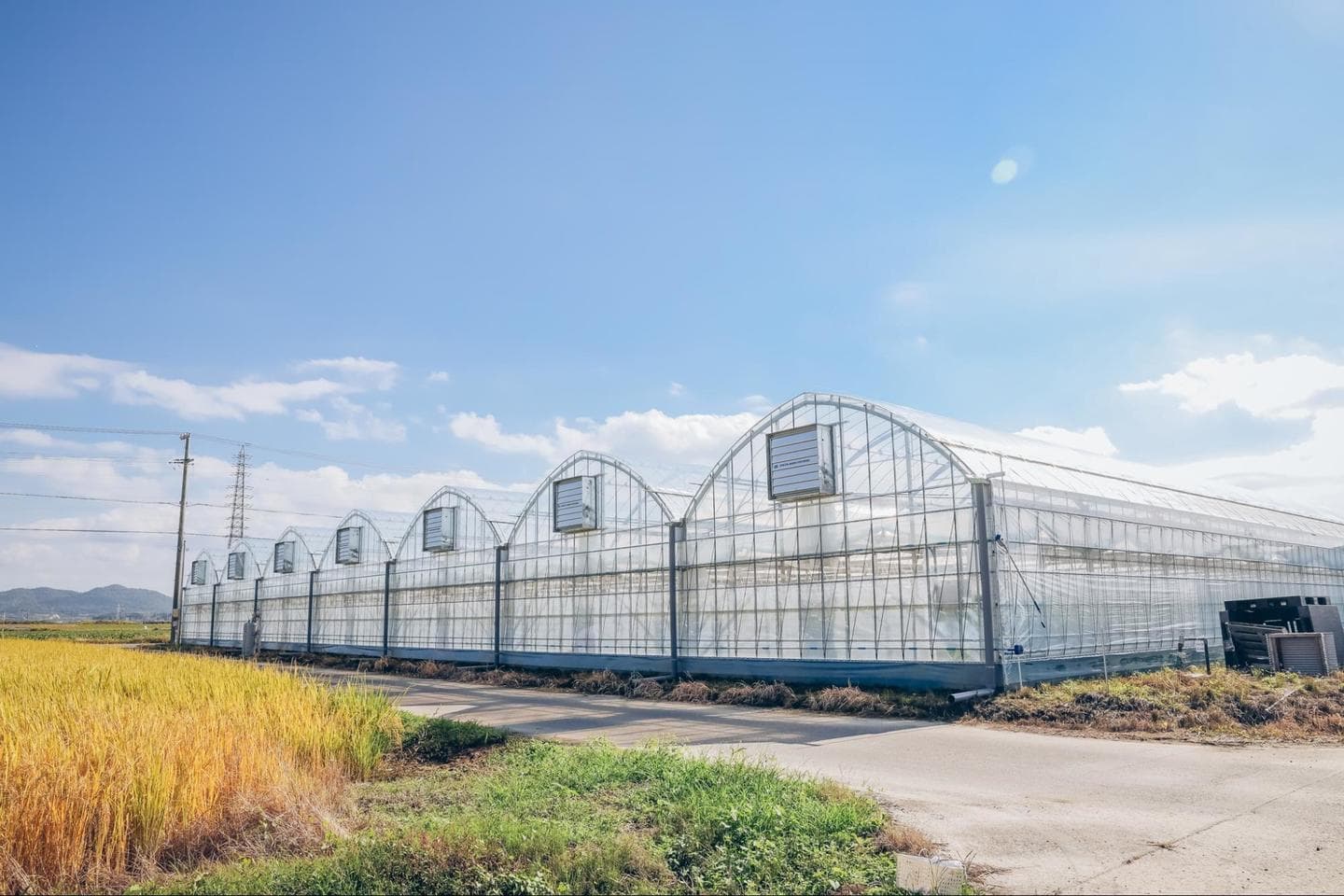 ７つのハウスが並ぶ。島・しまファームでは茄子のハウス栽培が多くを占めているが、夏の間は露地栽培も行っている。